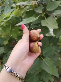 當(dāng)我們不明白接觸的人，為何是那樣的性格時(shí)，我們首先問問自己，我們對(duì)自己了解多少？我們從小成長的環(huán)境，重要他人對(duì)我們的影響等等是否深深的刻在了我們的心靈上，是否形成了對(duì)自己的要求標(biāo)準(zhǔn)。我們不斷的用我們自己做事的標(biāo)準(zhǔn)去要求他人，不斷的用自己的情緒去影響他人，那么我們就真的就是對(duì)的嗎？知道如果我們沒有做好自己，對(duì)親密關(guān)系、親子關(guān)系、人際關(guān)系等等是什么樣的影響嗎？會(huì)不會(huì)充滿內(nèi)疚、自責(zé)又或者憤怒。又有沒有那么一刻，你發(fā)現(xiàn)你總是喜歡用別人的要求來要求自己，確未能好好愛自己，難道不累嗎？每一個(gè)人既是獨(dú)立的也是相互影響的，無論何時(shí)，無論發(fā)生何事，我們盡量控制好自己情緒，用正面語言，積極的行動(dòng)去影響身邊人，而非強(qiáng)加給別人。最后祝大家生活愉快，笑開常開、身體健康。配圖