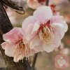 平静淡然