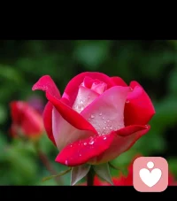 接受自己的不完美，只有從內心真正的接納自己，與自己和解，才能讓人生更完美的綻放，找到更優(yōu)秀的自己配圖