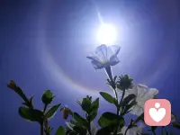 心理學小知識——暈輪效應
我們在認識事物時，很可能會出現“愛屋及烏”的思維定式，在一個人有某種優點時，我們會把這種正面印象擴散到其他方面，人們在對一個人的某一點有很強的正面印象時，常常不會主動思考這個人其它方面是不是也如此正面，而是習慣性覺得也必定很優秀。這樣的心理叫做“暈輪效應”，像是月亮的光環，模糊而不真實。我們在看待一個人或一件事的時候，要警惕暈輪效應，這會使人失去客觀的判斷，我們通過一件事只能看到這件事本身，就像我們不能通過一個人私生活的狀態就否定他的專業能力，我們也不能通過一個人的專業能力就冒然肯定他的人品。配圖