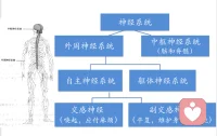 神經系統vs異常心理現象


?腦神經遞質代謝紊亂有關障礙：

抑郁癥、強迫癥、精神分裂癥、雙相情感障礙等

?腦器質性變化相關癥狀：

腦梗塞后性格改變；中風后抑郁。

腦動脈硬化：腦神經中樞杏仁核部位缺血，易悲傷。

腦器質性損害帶來的情緒障礙：情緒脆弱、易激惹、強制性哭笑、欣快。

慢性酒精中毒：記憶力減退、虛構。

腦震蕩：順行性遺忘。

海馬萎縮、前額葉萎縮：老年癡呆，記憶減退、幻視等。




（注：圖片引用自《心理學導論：思想與行為的認識之路》第11版）


1、常用藥物舉例


?抗抑郁藥：

?“抗抑郁五朵金花”：氟西汀（鹽酸氟西汀膠囊又名“百優解”）、帕羅西汀、舍曲林、氟伏沙明、西酞普蘭。

?情感穩定劑：碳酸鋰、丙戊酸鈉。

?抗焦慮藥：

安定、阿普唑侖、舒樂安定、氯硝安定、佳靜安定、非苯二氮卓、律康、丁螺環酮

?抗精神病藥:

奧氮平、利培酮、奎硫平、氯氮平

?抗癡呆藥：多奈哌奇、石杉堿甲

注：藥物必須在專業醫生指導下使用


2、精神類藥物的副作用舉例





?致肥胖機理：

抗抑郁藥物和抗精神疾病藥物一樣，工作的原理是阻斷腦內神經遞質受體來調整腦內化學物質的平衡，如米氮平mirtazapine（阻斷α2與5-HT2），但是包括米氮平在內的部分抗抑郁藥物在阻斷神經遞質受體的時候會致使食物調解中樞無法正常工作，導致食欲增長。

抗抑郁藥物一般會有鎮靜作用，會減少患者的活動，抑郁發作的患者自身的活動需求也會減少。食欲大幅增加，活動減少，發胖的可能性就會比較大。配圖