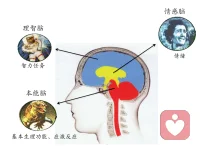 神經系統vs異常心理現象


?腦神經遞質代謝紊亂有關障礙：

抑郁癥、強迫癥、精神分裂癥、雙相情感障礙等

?腦器質性變化相關癥狀：

腦梗塞后性格改變；中風后抑郁。

腦動脈硬化：腦神經中樞杏仁核部位缺血，易悲傷。

腦器質性損害帶來的情緒障礙：情緒脆弱、易激惹、強制性哭笑、欣快。

慢性酒精中毒：記憶力減退、虛構。

腦震蕩：順行性遺忘。

海馬萎縮、前額葉萎縮：老年癡呆，記憶減退、幻視等。




（注：圖片引用自《心理學導論：思想與行為的認識之路》第11版）


1、常用藥物舉例


?抗抑郁藥：

?“抗抑郁五朵金花”：氟西汀（鹽酸氟西汀膠囊又名“百優解”）、帕羅西汀、舍曲林、氟伏沙明、西酞普蘭。

?情感穩定劑：碳酸鋰、丙戊酸鈉。

?抗焦慮藥：

安定、阿普唑侖、舒樂安定、氯硝安定、佳靜安定、非苯二氮卓、律康、丁螺環酮

?抗精神病藥:

奧氮平、利培酮、奎硫平、氯氮平

?抗癡呆藥：多奈哌奇、石杉堿甲

注：藥物必須在專業醫生指導下使用


2、精神類藥物的副作用舉例





?致肥胖機理：

抗抑郁藥物和抗精神疾病藥物一樣，工作的原理是阻斷腦內神經遞質受體來調整腦內化學物質的平衡，如米氮平mirtazapine（阻斷α2與5-HT2），但是包括米氮平在內的部分抗抑郁藥物在阻斷神經遞質受體的時候會致使食物調解中樞無法正常工作，導致食欲增長。

抗抑郁藥物一般會有鎮靜作用，會減少患者的活動，抑郁發作的患者自身的活動需求也會減少。食欲大幅增加，活動減少，發胖的可能性就會比較大。配圖