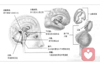 神經系統vs異常心理現象


?腦神經遞質代謝紊亂有關障礙：

抑郁癥、強迫癥、精神分裂癥、雙相情感障礙等

?腦器質性變化相關癥狀：

腦梗塞后性格改變；中風后抑郁。

腦動脈硬化：腦神經中樞杏仁核部位缺血，易悲傷。

腦器質性損害帶來的情緒障礙：情緒脆弱、易激惹、強制性哭笑、欣快。

慢性酒精中毒：記憶力減退、虛構。

腦震蕩：順行性遺忘。

海馬萎縮、前額葉萎縮：老年癡呆，記憶減退、幻視等。




（注：圖片引用自《心理學導論：思想與行為的認識之路》第11版）


1、常用藥物舉例


?抗抑郁藥：

?“抗抑郁五朵金花”：氟西汀（鹽酸氟西汀膠囊又名“百優解”）、帕羅西汀、舍曲林、氟伏沙明、西酞普蘭。

?情感穩定劑：碳酸鋰、丙戊酸鈉。

?抗焦慮藥：

安定、阿普唑侖、舒樂安定、氯硝安定、佳靜安定、非苯二氮卓、律康、丁螺環酮

?抗精神病藥:

奧氮平、利培酮、奎硫平、氯氮平

?抗癡呆藥：多奈哌奇、石杉堿甲

注：藥物必須在專業醫生指導下使用


2、精神類藥物的副作用舉例





?致肥胖機理：

抗抑郁藥物和抗精神疾病藥物一樣，工作的原理是阻斷腦內神經遞質受體來調整腦內化學物質的平衡，如米氮平mirtazapine（阻斷α2與5-HT2），但是包括米氮平在內的部分抗抑郁藥物在阻斷神經遞質受體的時候會致使食物調解中樞無法正常工作，導致食欲增長。

抗抑郁藥物一般會有鎮靜作用，會減少患者的活動，抑郁發作的患者自身的活動需求也會減少。食欲大幅增加，活動減少，發胖的可能性就會比較大。配圖