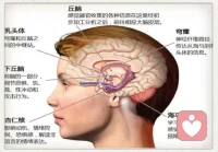 感知覺的異常情況


??感覺障礙：

感覺過敏：感覺閾限過低。如神經衰弱，對不適感體會特別明顯；感染及意識障礙下的虛弱患者也會出現。

感覺減退：感覺閾限過高。如抑郁癥的木僵狀態時是緊張的，會屏蔽信息；癔病。

內感性不適：又叫體感異常。常見于精神分裂癥、抑郁癥、腦外傷。

感覺倒錯：如光非常弱，他卻感覺非常強，非常強的光反而感覺不到。常見于癔癥，催眠狀態下也會出現。


??知覺障礙：

病理性錯覺：不能接受現實檢驗的錯覺，常帶有恐怖性質。見于精神分裂癥、癔癥。

幻覺：

幻聽：具有診斷意義的是言語性幻聽。見于妄想型精神分裂癥。

幻視：一般都與腦損傷有關，腦器質性疾病、高燒的患者、老年癡呆患者（夜里不睡覺，說滿地都是蟲子爬等等。）精神分裂癥有時也會出現。如果兒童出現視幻覺，就要高度懷疑是否有腦部的感染。

幻觸：除了精神分裂癥、癲癇、腦器質性疾病以外，有的時候也會出現在截肢的病人。

內臟性幻覺：常見于精神分裂癥或嚴重的抑郁癥。沒有刺激物，完全是憑空想象出來的。


??感知綜合障礙：

嚴重的非真實感，又稱現實解體。屬于神經癥，也見于精神分裂癥早期。是極度緊張和焦慮下，不能接收太多信息，感知覺產生了自我保護型屏蔽。配圖