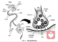 感知覺的異常情況


??感覺障礙：

感覺過敏：感覺閾限過低。如神經衰弱，對不適感體會特別明顯；感染及意識障礙下的虛弱患者也會出現。

感覺減退：感覺閾限過高。如抑郁癥的木僵狀態時是緊張的，會屏蔽信息；癔病。

內感性不適：又叫體感異常。常見于精神分裂癥、抑郁癥、腦外傷。

感覺倒錯：如光非常弱，他卻感覺非常強，非常強的光反而感覺不到。常見于癔癥，催眠狀態下也會出現。


??知覺障礙：

病理性錯覺：不能接受現實檢驗的錯覺，常帶有恐怖性質。見于精神分裂癥、癔癥。

幻覺：

幻聽：具有診斷意義的是言語性幻聽。見于妄想型精神分裂癥。

幻視：一般都與腦損傷有關，腦器質性疾病、高燒的患者、老年癡呆患者（夜里不睡覺，說滿地都是蟲子爬等等。）精神分裂癥有時也會出現。如果兒童出現視幻覺，就要高度懷疑是否有腦部的感染。

幻觸：除了精神分裂癥、癲癇、腦器質性疾病以外，有的時候也會出現在截肢的病人。

內臟性幻覺：常見于精神分裂癥或嚴重的抑郁癥。沒有刺激物，完全是憑空想象出來的。


??感知綜合障礙：

嚴重的非真實感，又稱現實解體。屬于神經癥，也見于精神分裂癥早期。是極度緊張和焦慮下，不能接收太多信息，感知覺產生了自我保護型屏蔽。配圖