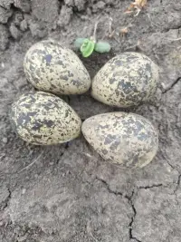 感情這種事，從來沒有為什么。只要兩心懂得，就是最暖的陪伴;只要兩情相悅，就是最好的情感。配圖