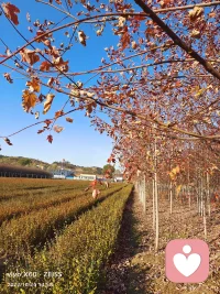 真正的堅(jiān)硬，不是來自體格的魁梧，性情的彪悍，而是內(nèi)心的溫良，和人性的光亮。配圖