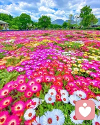 糟糕的心情看到美景是否有一絲舒緩呢，迪楹邀你一起觀賞花海～配圖