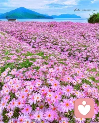 糟糕的心情看到美景是否有一絲舒緩呢，迪楹邀你一起觀賞花海～配圖