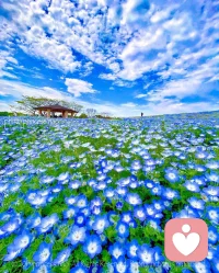 糟糕的心情看到美景是否有一絲舒緩呢，迪楹邀你一起觀賞花海～配圖