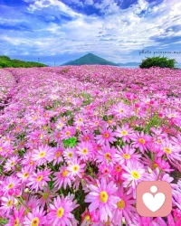 糟糕的心情看到美景是否有一絲舒緩呢，迪楹邀你一起觀賞花海～配圖