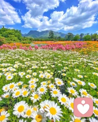 糟糕的心情看到美景是否有一絲舒緩呢，迪楹邀你一起觀賞花海～配圖