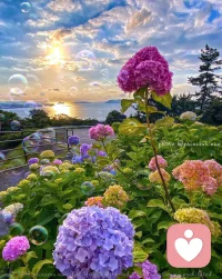 糟糕的心情看到美景是否有一絲舒緩呢，迪楹邀你一起觀賞花海～配圖