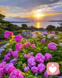 糟糕的心情看到美景是否有一絲舒緩呢，迪楹邀你一起觀賞花海～配圖