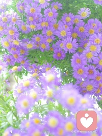 糟糕的心情看到美景是否有一絲舒緩呢，迪楹邀你一起觀賞花海～配圖