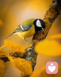 又是新的一天，祝各位好運連連，都有好心情，迪楹已在線，有心事找迪楹哦(?????)配圖