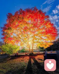 別為過去沮喪！，它只會讓人悲傷;別為未來惆悵，它只會帶來焦慮;專注于當下的事情，它會給你帶來驚喜。早安，迪楹已在線～配圖