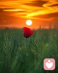 審視親密關(guān)系的內(nèi)省階段，以及其為提供的擺脫僵局、情緒融合和犧牲者角色的機(jī)會(huì)。關(guān)鍵在于接受自己人性脆弱的一面，超越它造成的限制，找到自己快樂、平和、充滿愛意的本性～配圖