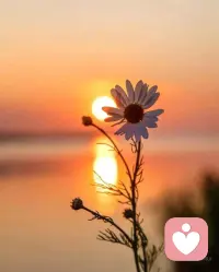 早上好，祝大家一切安好配圖