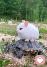 生命是一个过程，虽然曲折，但一路向前。配图