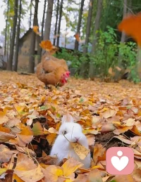 去面对，去抗衡，冲破，呐喊，永远不要停止。早安配图