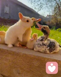 同是風華正茂，怎能甘拜下風，早安～配圖