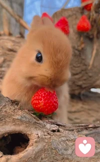 千万不要放弃 ，最好的东西总是压轴出场。配图