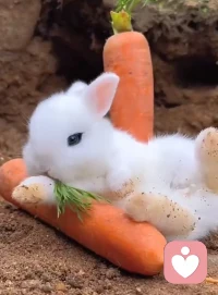 我与岁月一样，言不由衷，岁月与我一样说来话长。其实，人生就是一边经历，一边领悟，一边感受，一边懂得！配图