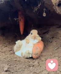 風吹雨打知生活，苦盡甘來懂人生。我們終究會在各種事與愿違中，慢慢學會了悲喜自渡！配圖