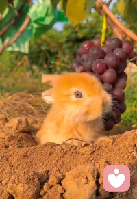 生活简单就迷人，人心简单就幸福，愿我们与时光落落为安，只记欢喜不记忧～配图