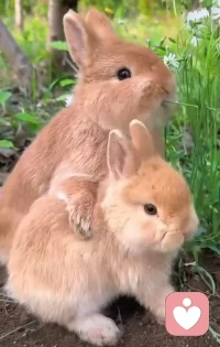 平静的湖平静的湖面只有呆板的倒映，奔腾的激流才有美丽的浪花！幸福不是靠别人来布施，而是要自己去赢取！生命的意义在不断挑战自己，战胜自己！早安～配图