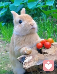 勿因喜而轻诺  勿因爱而轻信配图