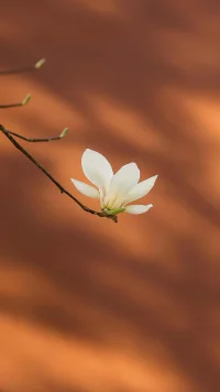 世間萬物都在治愈你，唯獨(dú)你自己不放過自己配圖