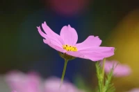 遲來的陽光拯救不了枯萎的花朵，也許有一天，
當(dāng)你學(xué)會(huì)珍惜的時(shí)候，有些東西已經(jīng)不在了，
或許只有遺憾才會(huì)讓人念念不忘。配圖