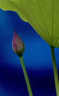 我们永远找不到一个统一的答案来解释一切。我们能做的只是不断去探索属于自己的答案，不断去拓宽自己的世界，让自己积累越来越多的健康关系体验，学习到更多更健康的关系模式，从而完成对自己的救赎，对自己的超越。配图