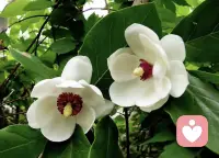 小孩子才問對錯，成年人只會閉口守心、謹言慎行配圖