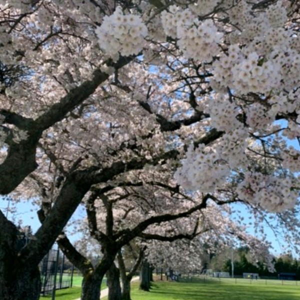 雅茜【婚恋☀情感】