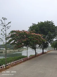 種一棵樹，最好的時間是十年前，其次是現(xiàn)在，人生沒有太晚的開始，只要你想做，一切還來得及。配圖