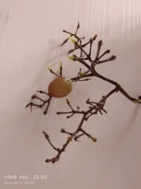 很高興！我的一個來訪者當時差點被工作壓垮，今天工作成了他的愛好，如魚得水，這也提升了我的價值感！配圖