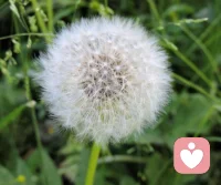 人生有時(shí)候就像蒲公英，看似自由，卻往往身不由己，但是不管風(fēng)暴將我們帶到何處，都將以主人的身份上岸配圖