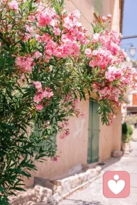 人要學會閱己，悅己，越己。早安！！！配圖
