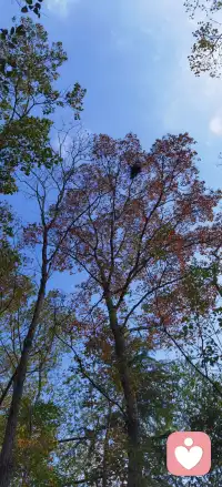 在烏鴉的世界里，天鵝也有罪。思想不在一個高度；尊重就好，三觀不在一個層次，微笑就好！配圖