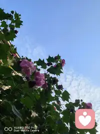 人生沒有太晚的開始，種一棵樹最好的時間是十年前，其次是現在。只要你想做，一切都來得及。配圖