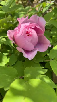 花有千姿百態，人有千人千面，去遇見更好的自己，悅納周圍的一切.配圖