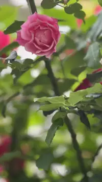 世間萬(wàn)物都在治愈你，唯獨(dú)你不肯放過那個(gè)遍體鱗傷的自己.配圖