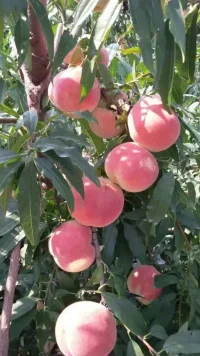 每個人在童年都負面情緒，也許不應(yīng)該定義為負面情緒，說“負向情緒”更好一點，大部分養(yǎng)育者不懂得如何照顧孩子的“負向情緒”，比如脆弱，痛苦，無助，焦慮，恐懼，憤怒，等等。配圖