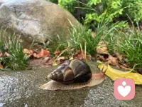 看到這只蝸牛你可以想到什么呢？有些事情慢就是快，即使是小小的蝸牛，你知道它是很多牙齒最多的動物嗎？是不是讓人想不到呢？歡迎來評呢配圖