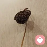 看到這個蓮蓬，是否感覺到平靜的感覺呢，因為它被賦予了環境的意義，人也是一樣，賦意才重要配圖