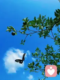 看到這張圖片你的感受如何呢？好的心情善于發現點滴的美配圖