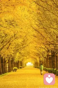 有人說美，有人說凋零，看心境和回憶，您覺得呢配圖